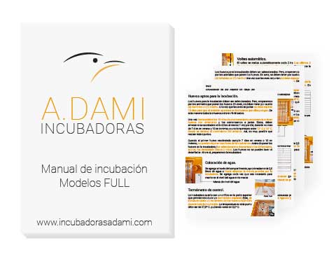 como incubar huevos de gallina